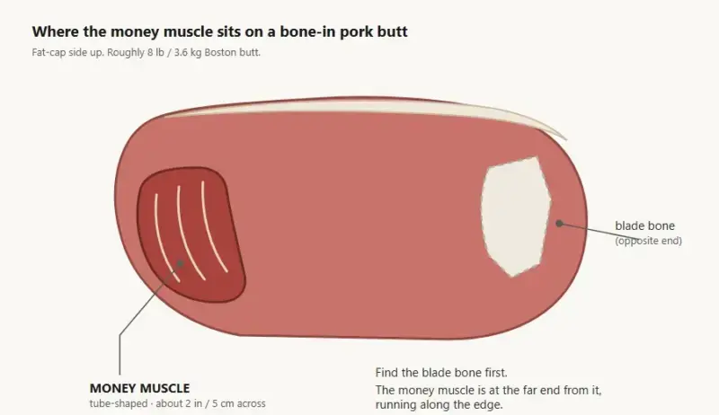Diagram of a bone-in pork butt showing the money muscle as a tube-shaped muscle at the end opposite the blade bone